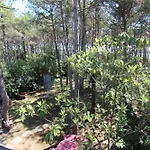 Schubert Nyaraló Lignano Sabbiadoro